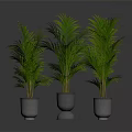 Three Green Palm Plants in Metallic Pots with Gray Background