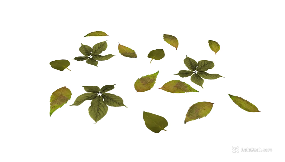 Beautiful Green Leaves With Yellow Brown Spots Scattered On White Background 3d model 