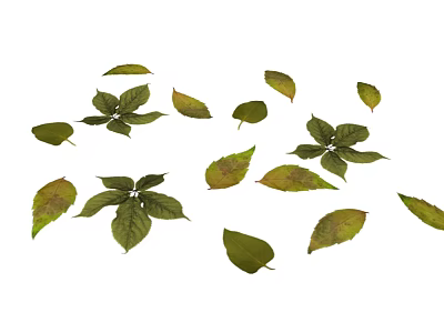 Beautiful Green Leaves With Yellow Brown Spots Scattered On White Background 3d model
