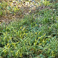Lush Green Grass and Wild Plants in Natural Outdoor Meadow with Scattered Fallen Leaves
