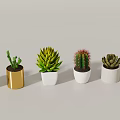 Various Potted Succulents And Cactus In White Gold Decorative Planters
