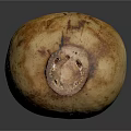 Fresh Organic Lotus Root With Natural Brown Spots And Smooth Surface Texture