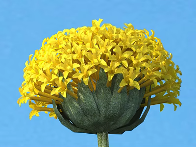 Elegant Vase With Yellow Round Bouquet Flowers On Blue Background 3d model