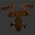 Brown And Orange Reptile With Large Eyes And Outstretched Limbs On Gray Background