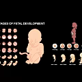 Cartoon fetal development and growth process stage October pregnancy diagram 3d model