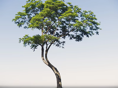 Tall Curved Trunk Tree With Lush Green Leaves And Blue Sky Background 3d model