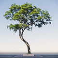Tall Curved Trunk Tree With Lush Green Leaves And Blue Sky Background