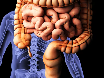 Detailed Human Digestive System Anatomical Illustration Showing Intestines And Spine 3d model
