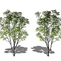 Modern Tree Landscape Tree 3d model