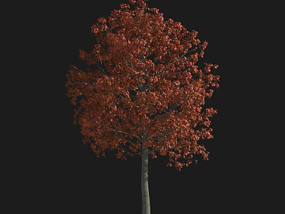 Lush Arbor Tree With Bright Red Foliage Isolated On Black Background 3d model
