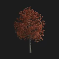 Lush Arbor Tree With Bright Red Foliage Isolated On Black Background 3d model