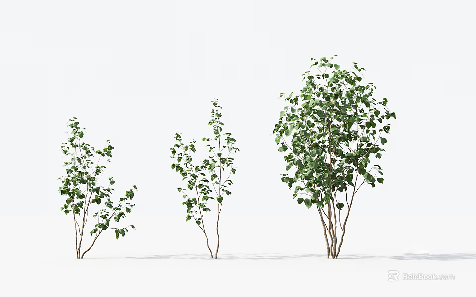 Arbor Trees in Various Sizes with Lush Green Leaves and Natural Growth 3d model 