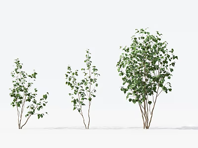 Arbor Trees in Various Sizes with Lush Green Leaves and Natural Growth 3d model