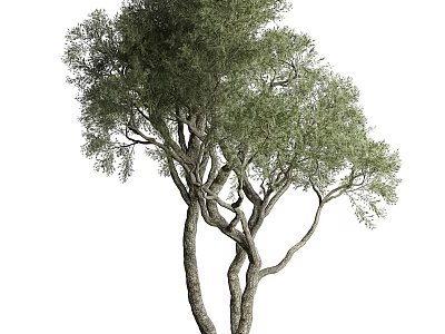 Tall Evergreen Tree With Twisted Trunks And Lush Green Foliage 3d model