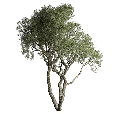 Tall Evergreen Tree With Twisted Trunks And Lush Green Foliage 3d model