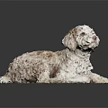 White And Brown Curly Haired Dog Lying On Shiny Black Reflective Surface