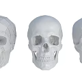 High Precision Medical Anatomical Skull Models with Different Detail Levels for Educational Use
