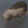 Wild Boar With Shaggy Mane And Gray Fur In Realistic Standing Posture