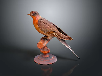 Detailed Brown And Orange Bird Taxidermy Perched On Wooden Stand 3d model