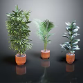 Three Potted Indoor Plants With Orange Clay Pots Against Dark Reflective Background