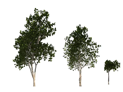 Arbor Trees in Three Different Sizes Isolated on White Background 3d model