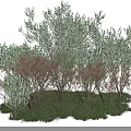 Lush Green Shrubs with Dense Foliage and Small Orange Berries Growing on Grass