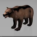 Realistic Brown Bear 3D Render In Standing Pose With Detailed Fur And Gray Background 3d model