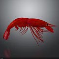 Realistic Red Shrimp 3D Rendered On Gray Background With Reflection 3d model