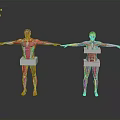 Male and Female Human Anatomical Models with Visible Organs Hair and Detailed Muscle Structure