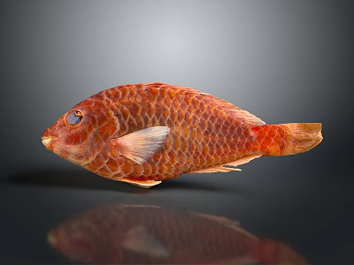Red Fish With Vibrant Scales And Detailed Texture On Dark Background 3d model