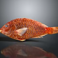Red Fish With Vibrant Scales And Detailed Texture On Dark Background