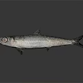 Silver Fish With Large Eyes And Black Spots On Gray Background With Reflection