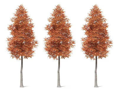 Three Arbor Trees With Orange Red Leaves And Slender Trunks 3d model