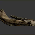 Gray Black Reptile Lizard Resting On Natural Driftwood With Gray Background