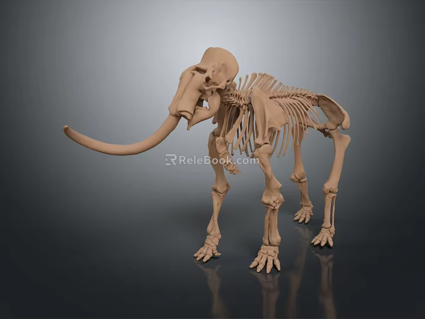 elephant skeleton elephant skeleton animal skeleton animal skeleton fossil animal skeleton fossil 3d model