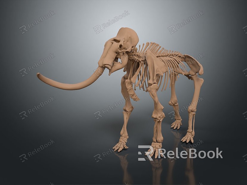 elephant skeleton elephant skeleton skeleton animal skeleton skeleton animal skeleton fossil animal skeleton fossil model