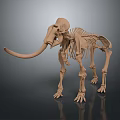 elephant skeleton elephant skeleton animal skeleton animal skeleton fossil animal skeleton fossil 3d model
