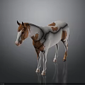 Brown and white spotted horse standing as 3D model on grey background with reflection