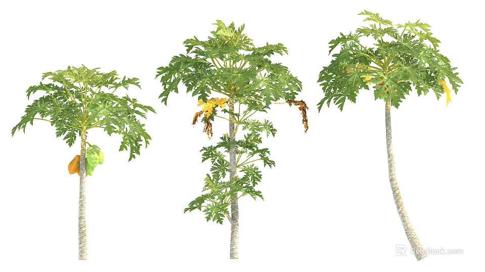 Lush Arbor Trees With Green Leaves And Papaya Fruits In Different Growth Stages 3d model 