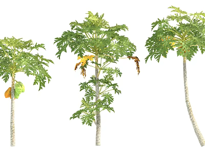 Lush Arbor Trees With Green Leaves And Papaya Fruits In Different Growth Stages 3d model