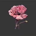 Stunning Pink Carnation Bloom With Fresh Green Stem And Leaves On Dark Background