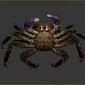 Detailed Brown Crab With Purple Claws And Legs On Dark Background