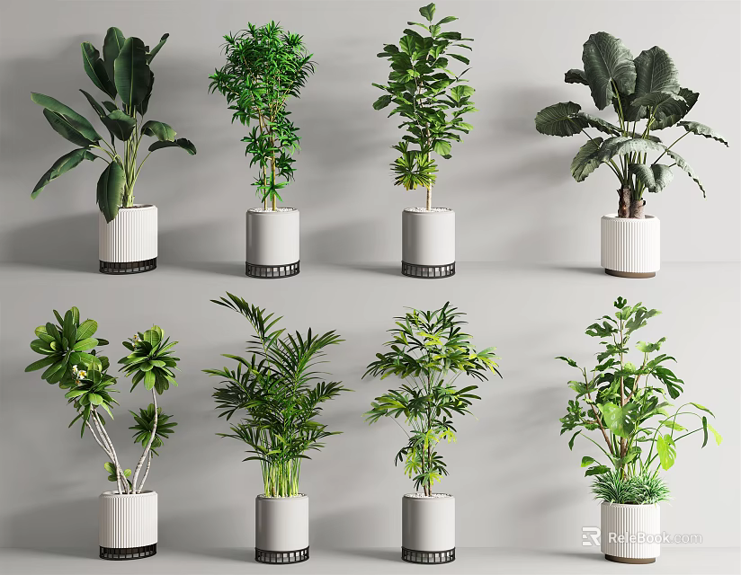 Various Indoor Potted Plants In White Ceramic Pots For Home Decor 3d model 