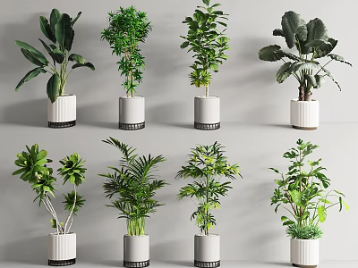 Various Indoor Potted Plants In White Ceramic Pots For Home Decor 3d model