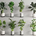 Various Indoor Potted Plants In White Ceramic Pots For Home Decor