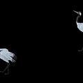 Beautiful Red Crowned Cranes Flying Gracefully In Wildlife Against Black Background