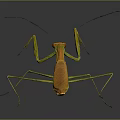 Orange yellow mantis with long legs on gray background showing clear reflection