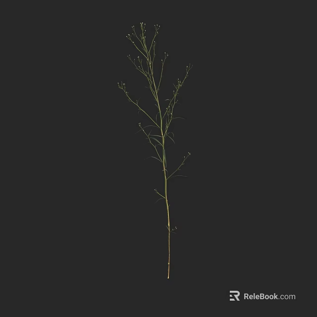 Slender Green Grass with Branches and Small Leaves on Black Background 3d model