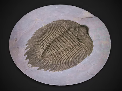 Ancient Trilobite Fossil Preserved in Stone Slab With Detailed Exoskeleton Structure 3d model