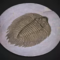 Ancient Trilobite Fossil Preserved in Stone Slab With Detailed Exoskeleton Structure